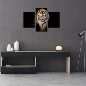Obraz - Tiger (90x60 cm)