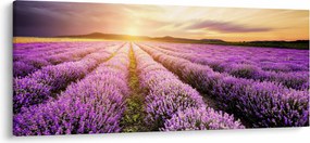 Obraz - Východ slnka v levanduľovom poli (120x50 cm)
