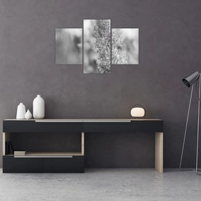 Obraz - Boho pampas grass (90x60 cm)