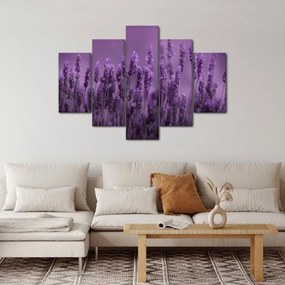 Obraz - Levanduľa (150x105 cm)