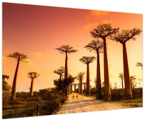 Obraz - Západ slnka v uličke Baobab (90x60 cm)
