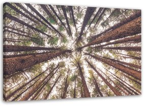 Obraz na plátně, Pine Nature Forest Green - 100x70 cm