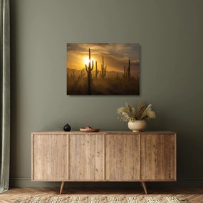 Sklenený obraz - Kaktusy Saguaro (70x50 cm)