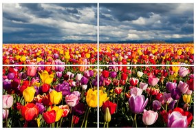 Obraz na plátne - Pole tulipánov 104D (90x60 cm)
