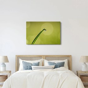 Obraz kvapky vody na tráve (90x60 cm)