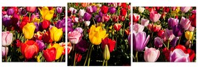 Obraz na plátne - Pole tulipánov - panoráma 504C (120x40 cm)