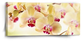 Sablio Obraz Orchidea 2 - 110x50 cm