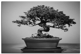 Obraz na plátne - Bonsai 1244QA (100x70 cm)