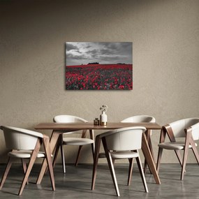 Obraz vlčích makov (70x50 cm)