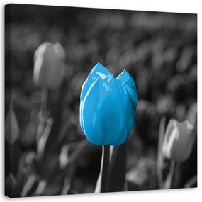 Obraz na plátně Tulipánové květiny Modrá šedá - 60x60 cm