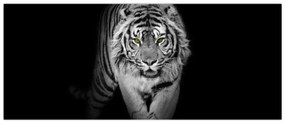 Obraz - Tiger so žltými očami (120x50 cm)