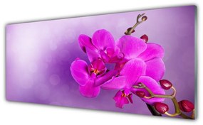 Obraz plexi Kvety plátky orchidea 125x50 cm