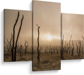 Obraz - Holé stromy (90x60 cm)