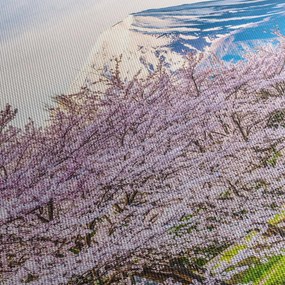 Obraz - Japonsko na jar (70x50 cm)