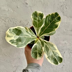 Ficus Lyrata variegata