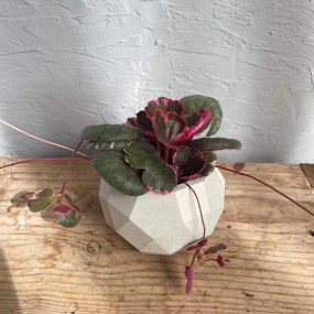 Saxifraga Stolon baby