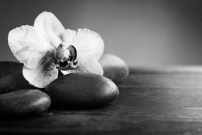 Fototapeta čiernobiela orchidea a kamene - 375x250