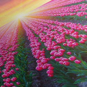 Obraz poľa tulipánov so slnkom (70x50 cm)