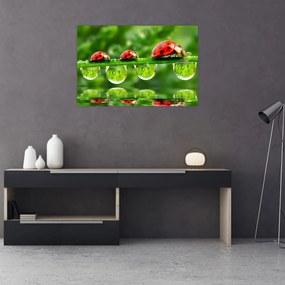 Obraz - Lienka sedembodková (90x60 cm)