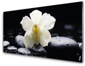 Skleneny obraz Kvet kamene rastlina 120x60 cm