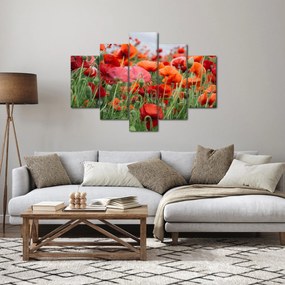 Obraz z poľa vlčích makov (150x105 cm)