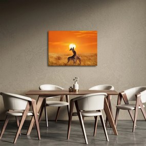 Obraz - Žirafy v národnom parku Serengeti (70x50 cm)
