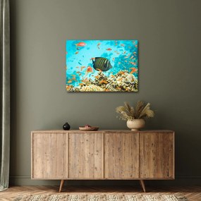 Obraz podmorského sveta (70x50 cm)