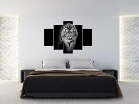 Obraz - Tiger s modrými očami (150x105 cm)