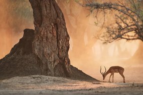 Fototapeta africká antilopa