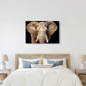 Obraz - Slon africký (90x60 cm)