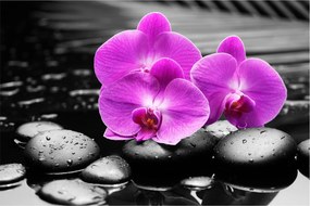 Obraz - Fialové orchidey (90x60 cm)