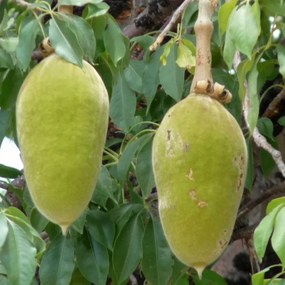 Semienka bonsaje - Africký baobab - 5 ks