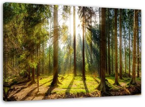 Gario Obraz na plátne Lúče v slnečnom lese Rozmery: 60 x 40 cm