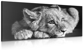 Obraz mláďa leva v čiernobielom prevedení