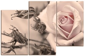 Obraz na plátne - Ruža a uschnuté rastliny 1225FD (150x100 cm)