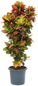 Croton (Codiaeum) variegatum Petra 38x180 cm