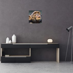 Opica - obrazy
