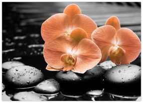 Obraz - Oranžové orchidey (70x50 cm)