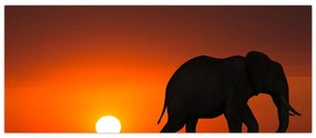 Obraz slona pri západe slnka (120x50 cm)