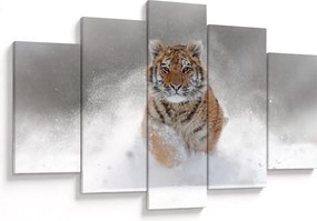 Obraz bežiaceho tigra v snehu (150x105 cm)