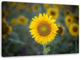 Obraz na plátně Slunečnice Příroda Květiny - 120x80 cm