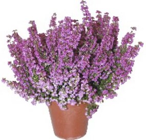 Vresovec kapský FloraSelf Erica gracilis kvetináč Ø 11 cm 1 ks, rôzne farby