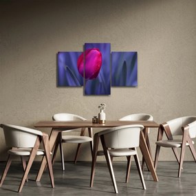 Obraz pupete tulipánu (90x60 cm)