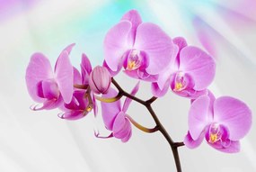 Fototapeta - Orchidea (254x184 cm)