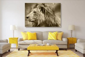 Obraz africký lev v sépiovom prevedení - 120x80