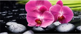 Obraz - Ružové orchidey s palmovým listom (120x50 cm)