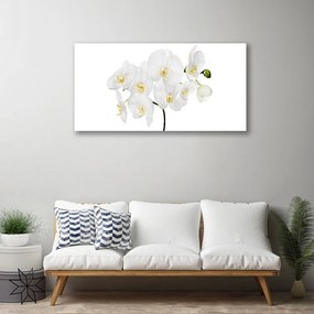 Obraz Canvas Biela orchidea kvety 125x50 cm