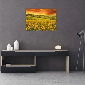 Sklenený obraz - Slnečnicové pole (70x50 cm)