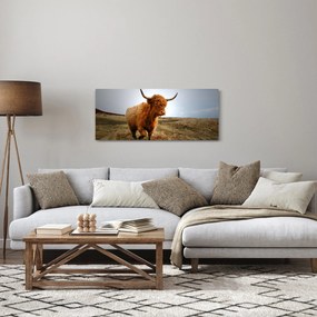 Obraz škótskej kravy (120x50 cm)
