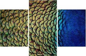 Obraz - Pávie perie (90x60 cm)